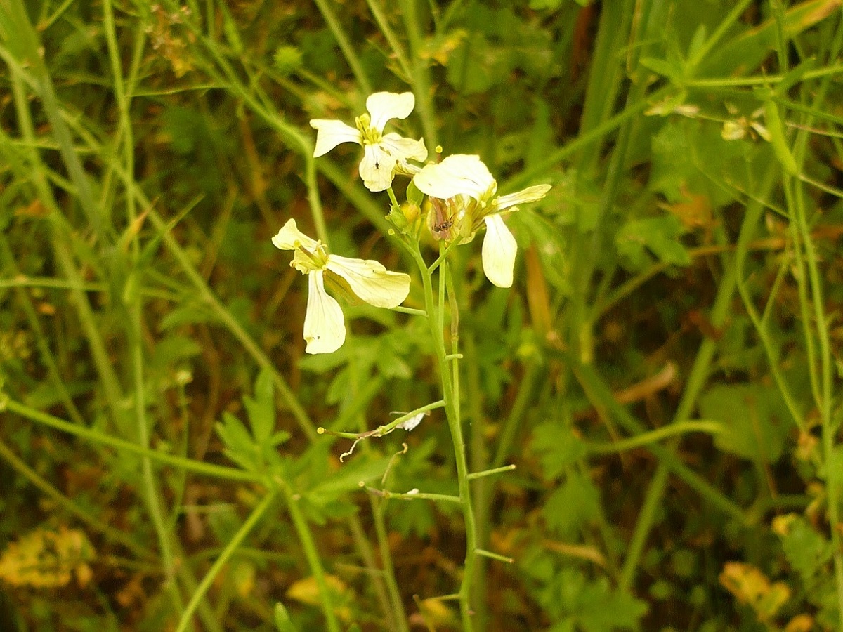 Raphanus raphanistrum subsp. raphanistrum (Brassicaceae)
